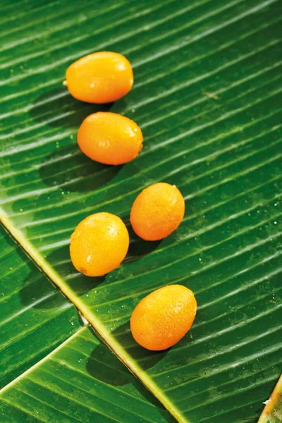 Kumquats Cumquats Fortunella Folhas Banana — Fotografia de Stock