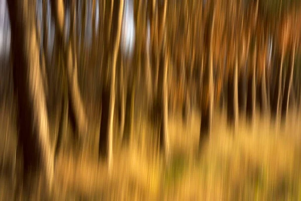 Forest Tree Trunks Blurred — Fotografia de Stock