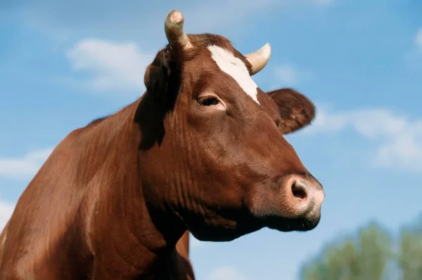 Cattle Portrait Close View — Foto Stock