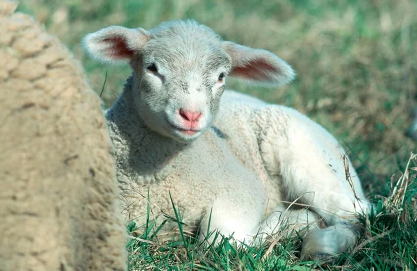 Domestic Sheep Lamb Sheep Sheep — Φωτογραφία Αρχείου