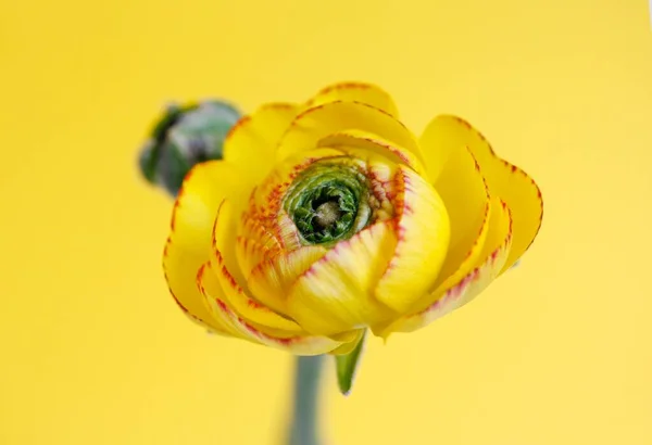 Persian Buttercup Ranunculus Asiaticus Yellow Flower — Fotografia de Stock