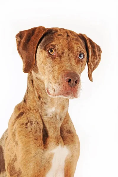 Catahoula Leopard Dog Merle Vermelho Retrato — Fotografia de Stock