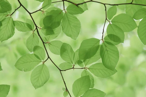 Beech Leaves Spring Common Beech Germany Europe — Stockfoto