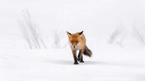 Red Fox running a straight line through snow, Moravia, Czech Republic, Europe