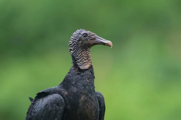 Black Vulture Bird Costa Rica Central America — Stockfoto