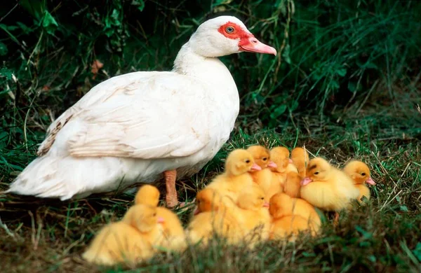 Domestic Muscovy Ducks Females Chicks Domestic Duck — Photo