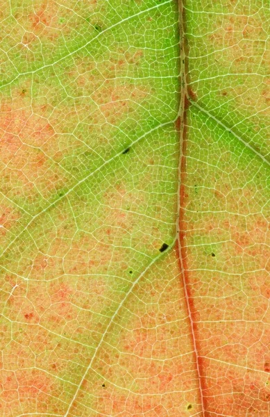 Feuille Chêne Rouge Amérique Détail Quercus Rubra — Photo