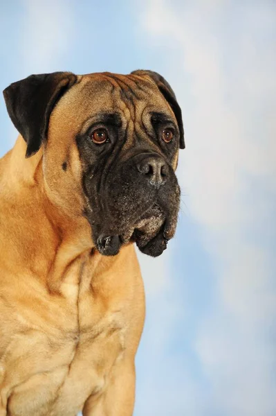 Bullmastiff Falb Állatportré — Stock Fotó