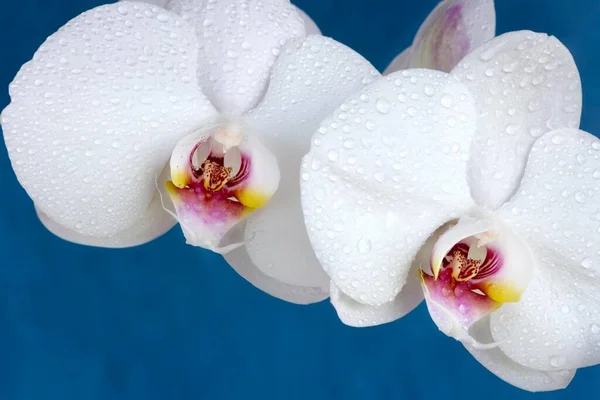 Phalaenopsis Orchid Close — стокове фото