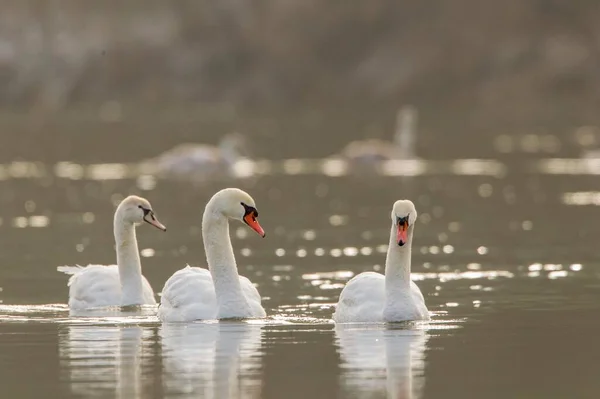 Mute Swans Floating River Fuldabrueck Hesse Germany Europe — Photo