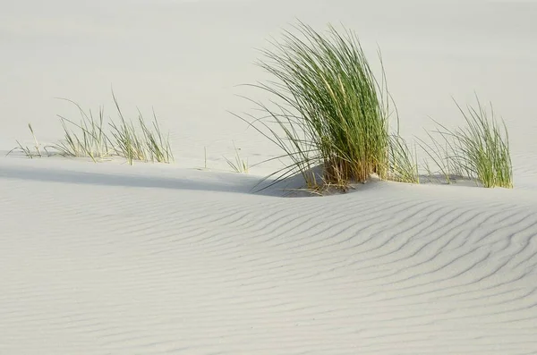 European Beach Grass Kniepsand Beach Sandbank Amrum Island Nordfriesland North — 스톡 사진