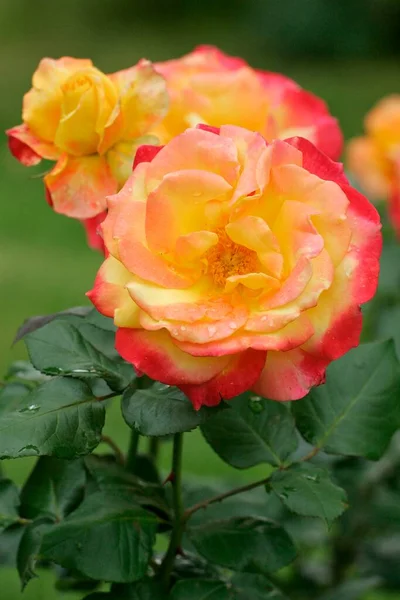 Rose Funkuhr Blüht Nahsicht Sommerkonzept — Stockfoto