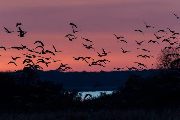 Greylag Geese Anser Anser Flight Front Evening Sky Ruegen Island — Stockfoto