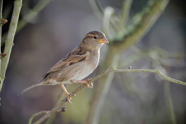 Female House Sparrow Sitting Branch — Photo