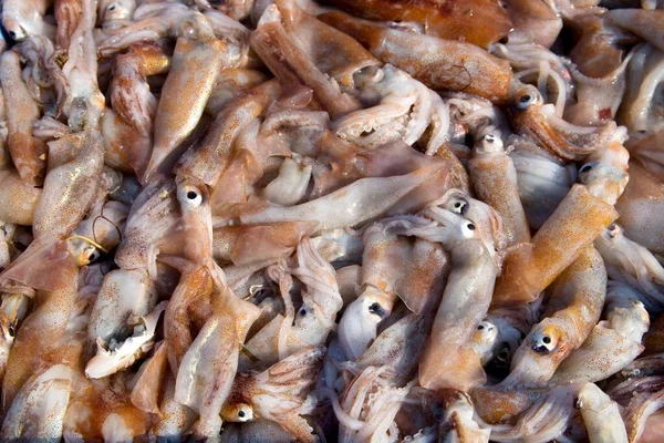 Freshly Caught Squid Peniscola Costa Azahar Spain Europe — Stockfoto