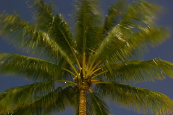 Palm Evening Wind Darwin Northern Territory Australia — Zdjęcie stockowe