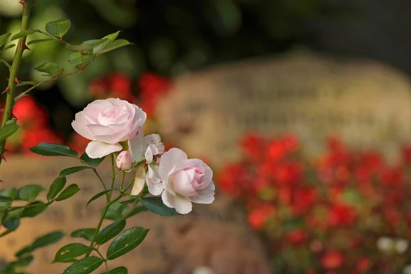 Rosas Rosa Lápide Cemitério Ohlsdorf Hamburgo Alemanha Europa — Fotografia de Stock