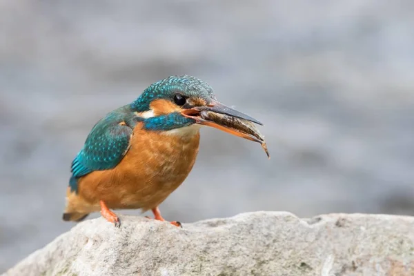 Жіночий Рибалочка Alcedo Atthis Здобиччю Камені Гессен Німеччина Європа — стокове фото