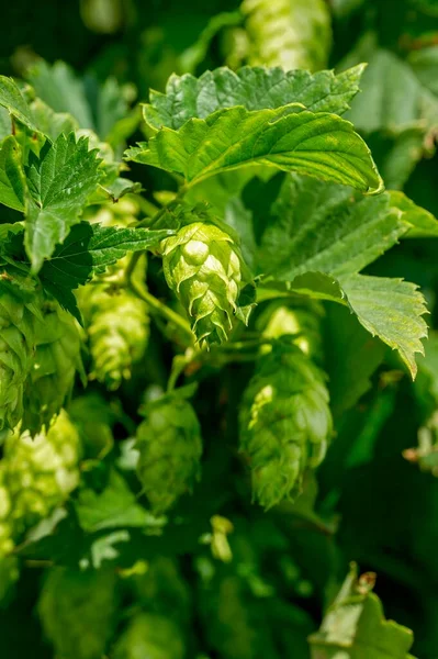 Common Hop Humulus Lupulus Umbel Female Inflorescence Pfaffenhofen Hallertau Holledau — Stock fotografie