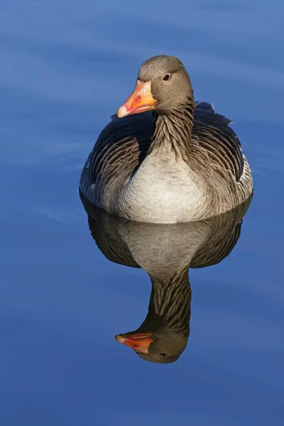 Greylag Goose Αντανάκλαση Στο Νερό Γερμανία Ευρώπη — Φωτογραφία Αρχείου