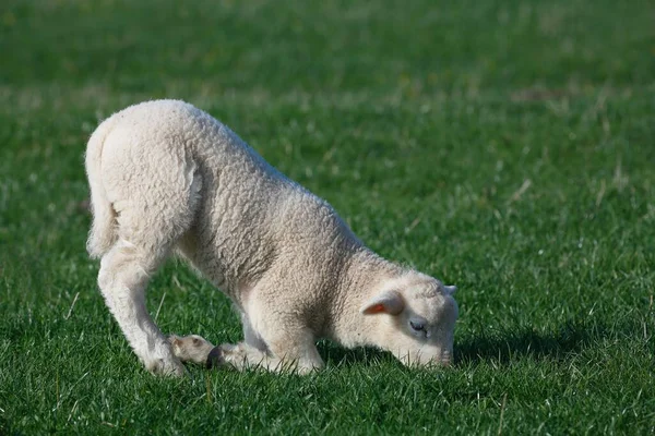 Lamb Kneels Browsing Domestic Sheep Ovis Orientalis Aries Young Animal —  Fotos de Stock