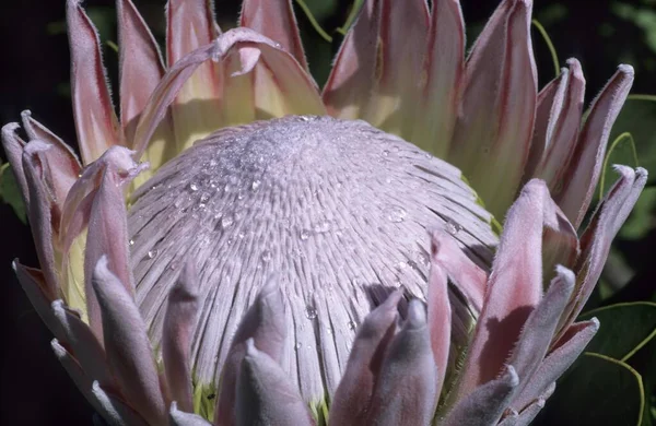 Flower King Protea Close View — Fotografia de Stock