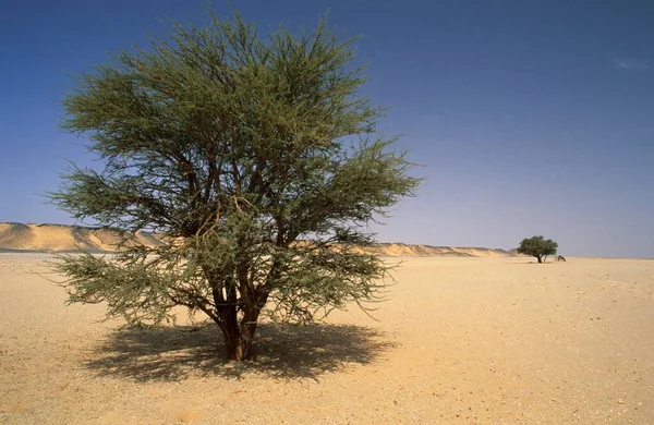 Acacia Desert Valley Jabal Bin Ghanimah Libya Africa — Stockfoto