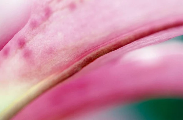 День Лілія Квітучі Деталі Гібрид Гемерокалісу — стокове фото