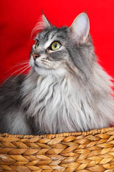 Maine coon cat, domestic cat (Felis catus), studio shot, Schleswig-Holstein, Germany, Europe