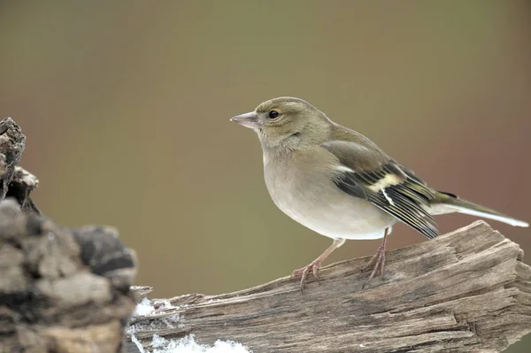 Female Chaffinch Bird Sitting Tree Bark — Stock Photo, Image