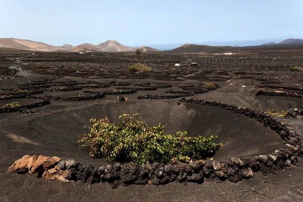 Typical Vineyards Dry Cultivation Volcanic Ash Lava Vine Vineyard Geria — Stockfoto