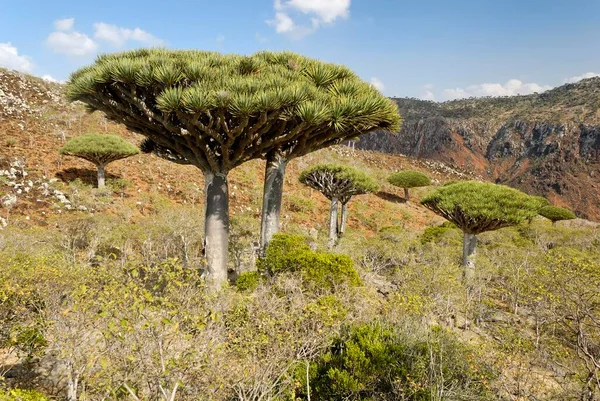 Canary Islands Dragon Tree Dracaena Draco Socotra Island Unesco World — Stock Photo, Image