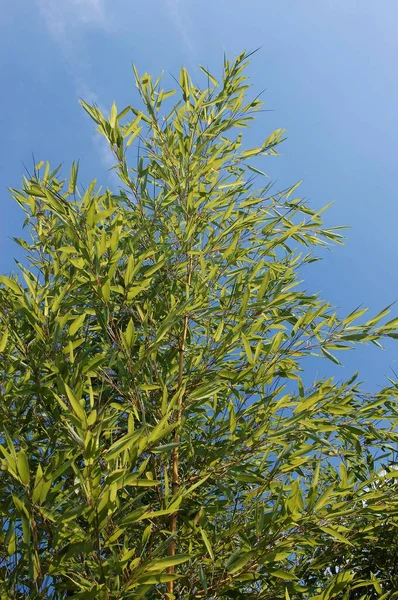 Japanse Bamboe Phyllostachys Bambusoides — Stockfoto