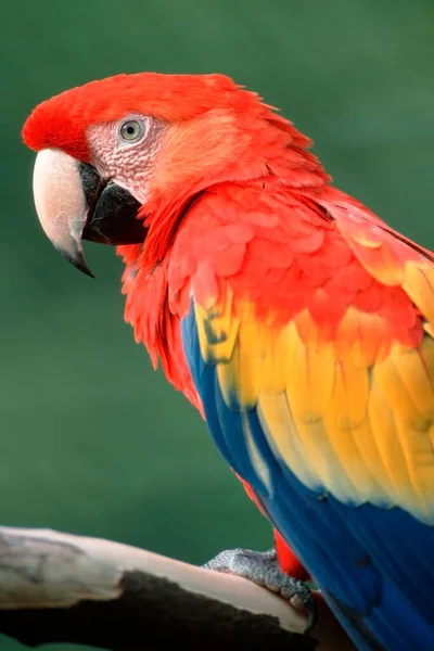 Scarlet Macaw Ara Macao Single Specimen — Stock Photo, Image