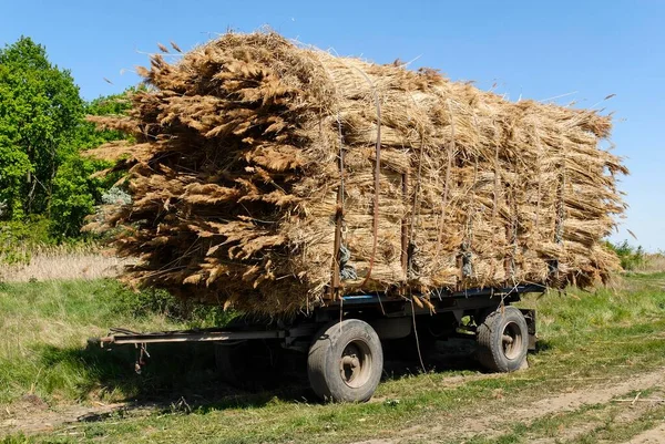 Reed Harvest Hungaria — Zdjęcie stockowe