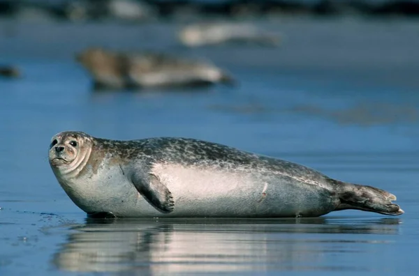 Common Seal Heligoland Germany Europe — Φωτογραφία Αρχείου