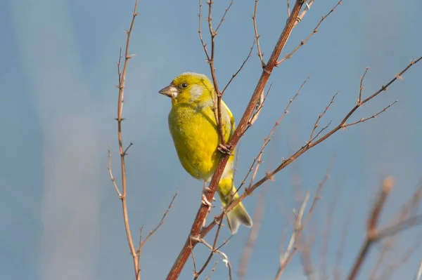 アオカワラヒワ Carduelis クロリス — ストック写真