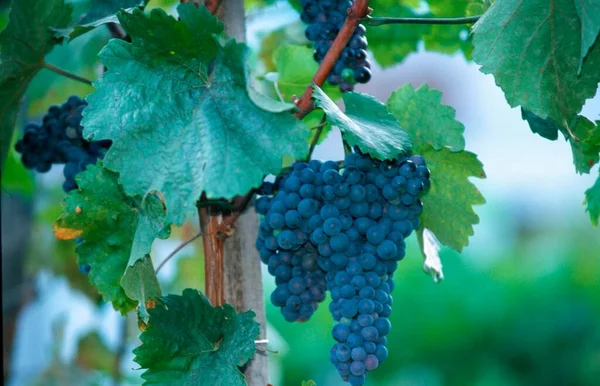 Mavi Üzüm Üzüm Bağı Vitis Vinifera Avusturya Avrupa — Stok fotoğraf