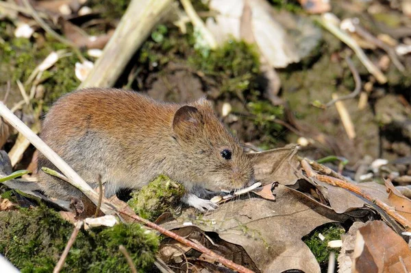 Vole Banque Myodes Glareolus — Photo