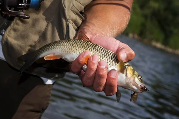 Caught Fish Hook European Chub —  Fotos de Stock