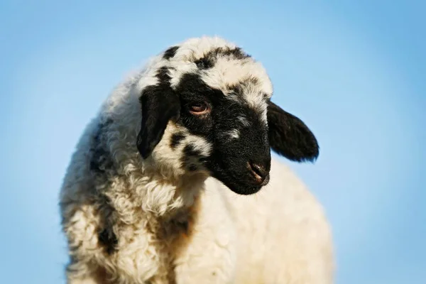 Lamb Front Blue Sky — Zdjęcie stockowe