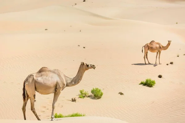 Dromedaries Sand Dunes Rub Khali Desert United Arab Emirates Asia — Foto de Stock