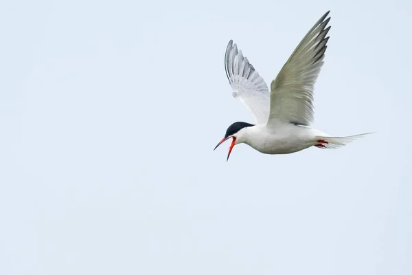 Gewone Stern Vlucht Texel Noord Holland Nederland — Stockfoto