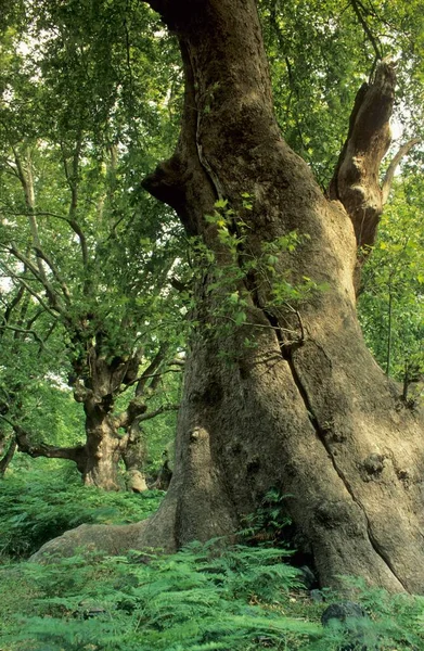 Vieux Grands Sykamores Dans Vallée Fonias Gria Vathra Île Samothraki — Photo