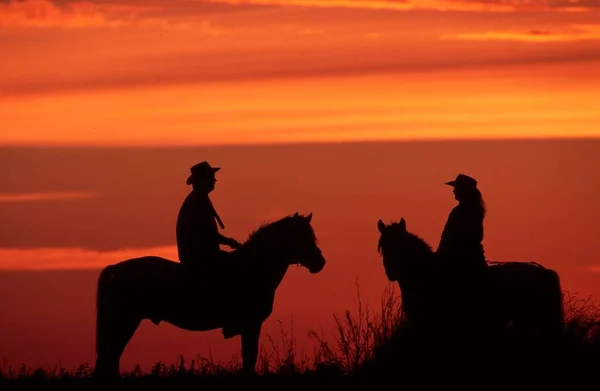 Reiter Auf Konik Pferden Bei Sonnenuntergang Nordrhein Westfalen Deutschland Europa — Stockfoto