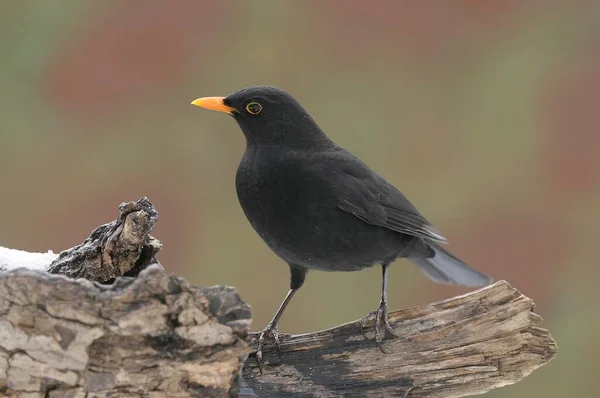 Male Blackbird Turdus Merula — Stock Photo, Image