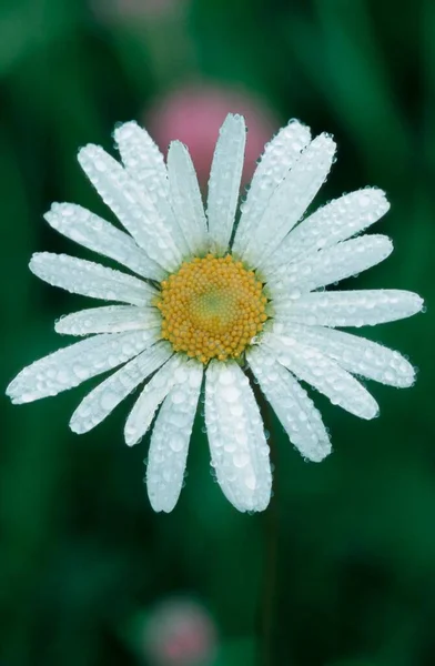 Eye Daisy Leucanthemum Vulgare Dew Drops Bavaria Germany Chrysanthemum Leucanthemum — Stock Photo, Image