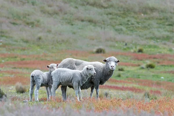 Sheep Ovis Orientalis Pasture Mother Two Lambs Mackenzie Country South — Stok fotoğraf