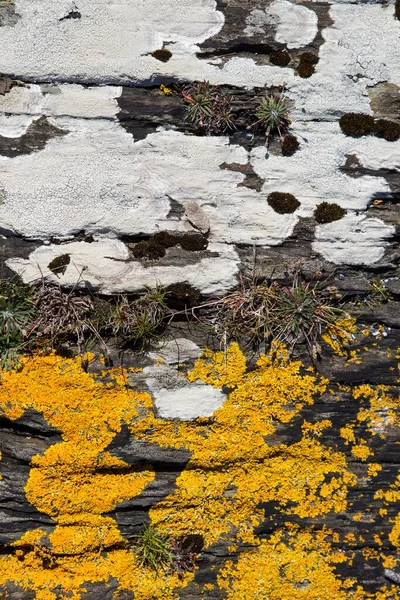 Lichens Growing Rocks Cork Irlanda Europa —  Fotos de Stock