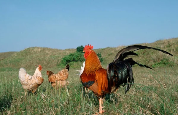 Free Range Domestic Fowl Rooster Hens Texel Island Netherlands — Foto de Stock